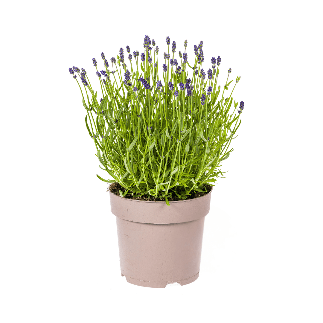 Echter Lavendel Lavandula angustifolia – Ø19cm – Höhe 40–50cm – Duftende Garten- und Balkonpflanze – Bienenfreundlich & Pflegeleicht – Plant