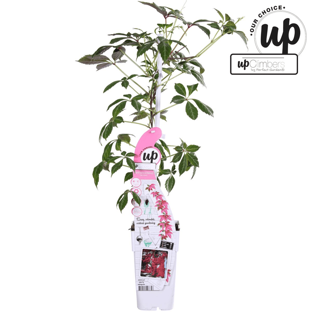 Jungfernrebe – Parthenocissus henryana – Ø15cm – ↕65cm – Farbintensive Kletterpflanze mit roter Herbstfärbung – Plant