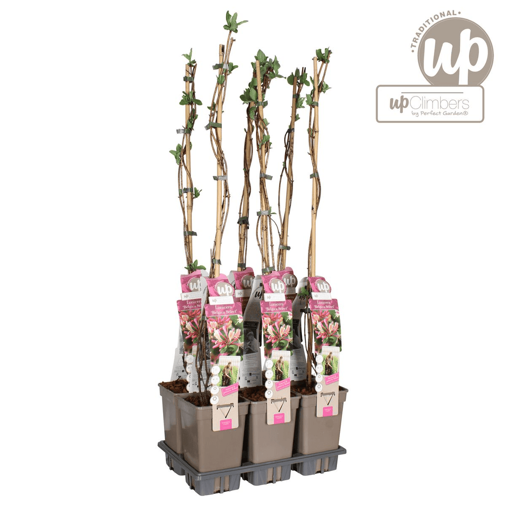 Waldgeißblatt – Lonicera periclymenum ‘Belgica’ – Ø15cm x ↕65cm – Stark duftende Kletterpflanze mit rot – weißen Blüten – Pflegeleicht & winterhart – Plant