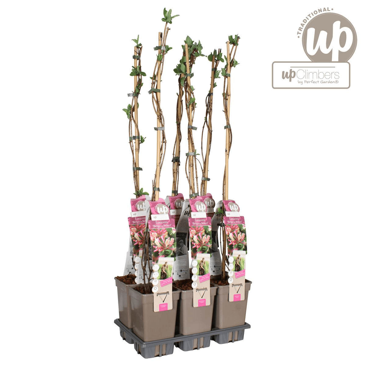 Waldgeißblatt – Lonicera periclymenum ‘Belgica’ – Ø15cm x ↕65cm – Stark duftende Kletterpflanze mit rot – weißen Blüten – Pflegeleicht & winterhart – Plant