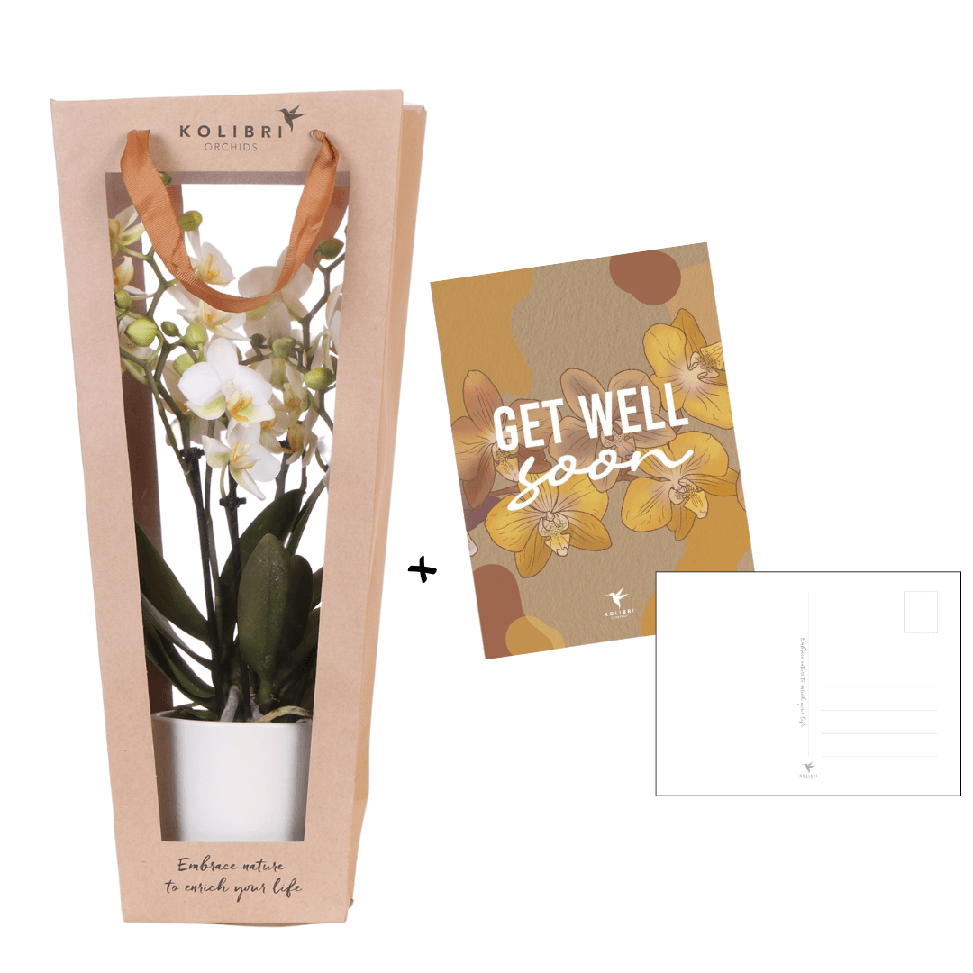 Pflanzengeschenk Gute Besserung – Weiße Phalaenopsis Orchidee Ø9cm im Dekotopf – Inklusive Geschenktasche & Grußkarte Get well soon – Plant