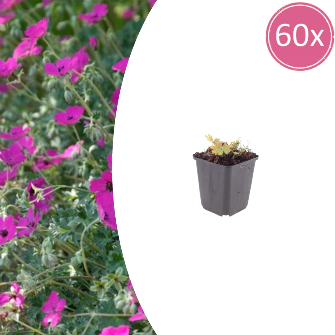 Geranium sanguineum Max Frei Ø9cm Höhe 10-25cm – Karminrote Blütenstaude für sonnige Beete & Steingarten – Winterhart pflegeleicht