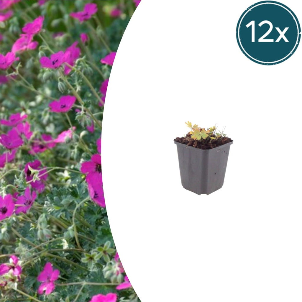 Geranium sanguineum Max Frei Ø9cm Höhe 10-25cm – Karminrote Blütenstaude für sonnige Beete & Steingarten – Winterhart pflegeleicht