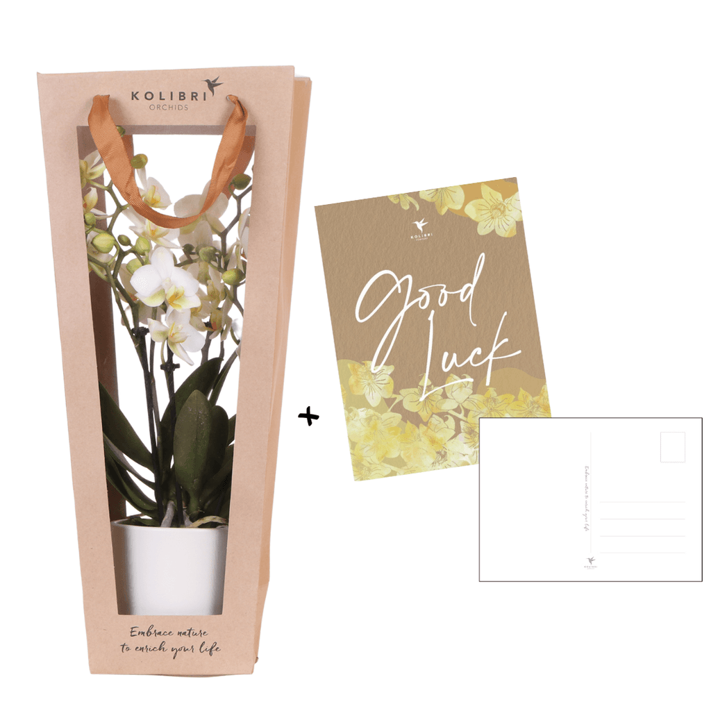 Pflanzengeschenk Viel Glück – Weiße Phalaenopsis Orchidee – Ø9cm – Inklusive Dekotopf, Grußkarte & Geschenktasche – Plant