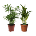 Dypsis lutescens & Chamaedorea elegans – Zimmerpflanzen Duo – 2 Pflanzen – Ø12cm – Höhe ca. 40cm – Tropisches Palmen – Set – Plant
