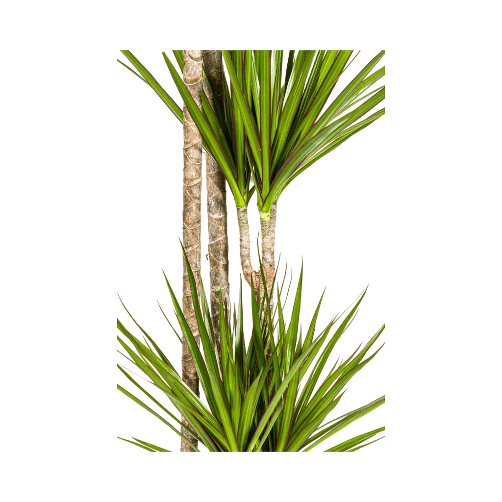 Drachenbaum Dracaena Marginata Green – Große Zimmerpflanze – Ø27cm – 170-190cm hoch – Schlanke dunkelgrüne Blätter – Moderner Urban Jungle Klassiker – Plant
