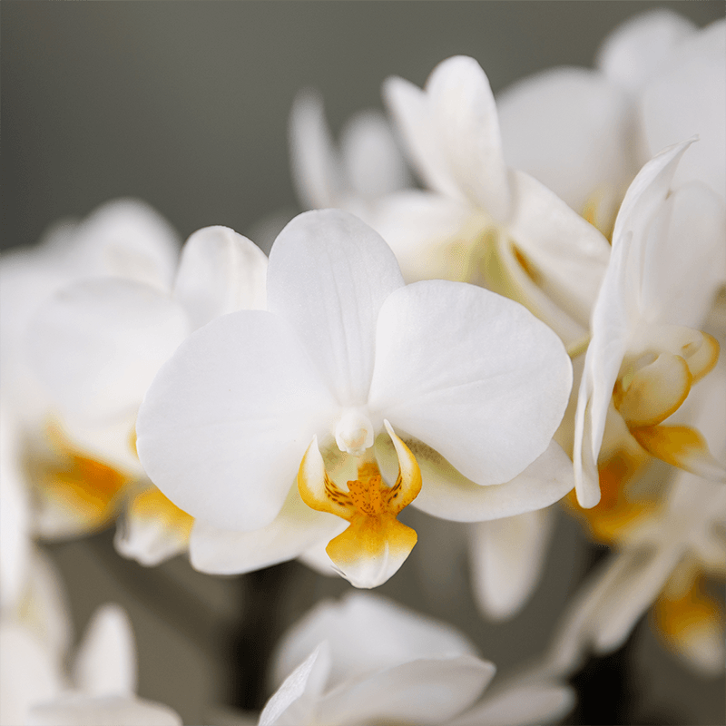 Pflanzengeschenk Gute Besserung – Weiße Phalaenopsis Orchidee Ø9cm im Dekotopf – Inklusive Geschenktasche & Grußkarte Get well soon – Plant