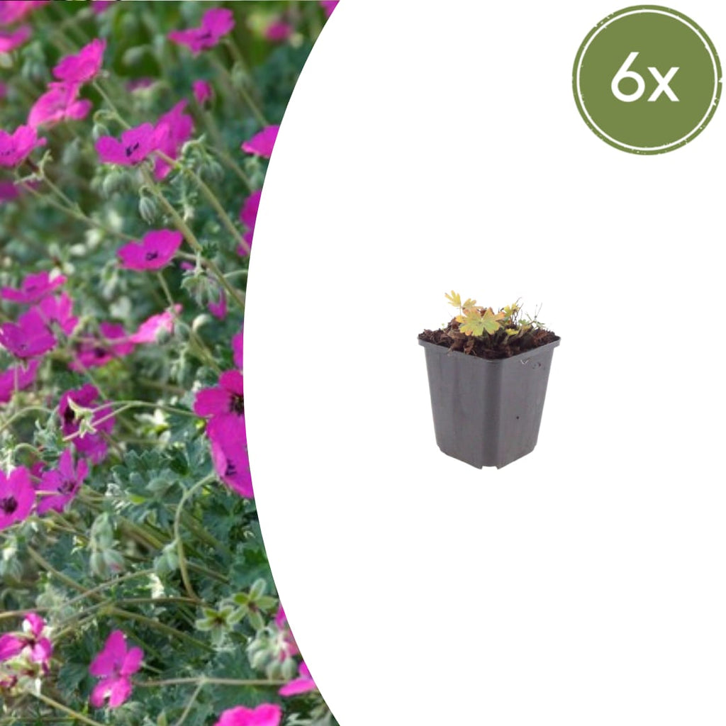 Geranium sanguineum Max Frei Ø9cm Höhe 10-25cm – Karminrote Blütenstaude für sonnige Beete & Steingarten – Winterhart pflegeleicht