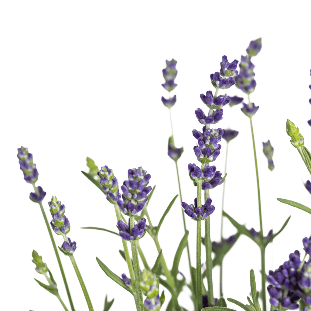 Echter Lavendel – Lavandula angustifolia – Ø13cm – ↕30–40cm – 8 Pflanzen – Duftende, bienenfreundliche Gartenpflanze – Für Beet, Balkon & Terrasse – Winterhart & pflegeleicht – Plant