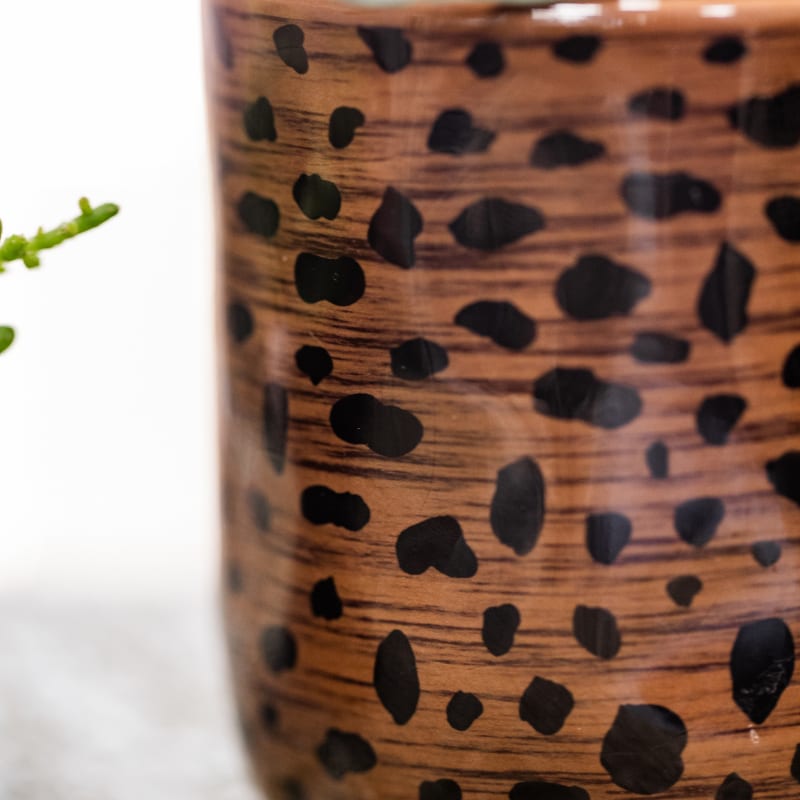 Leopard Geschenkset – Orange Bolzano Orchidee Ø9cm + Grünpflanze Ø6cm – Leopard – Übertöpfe + schwarzes ovales Tablett