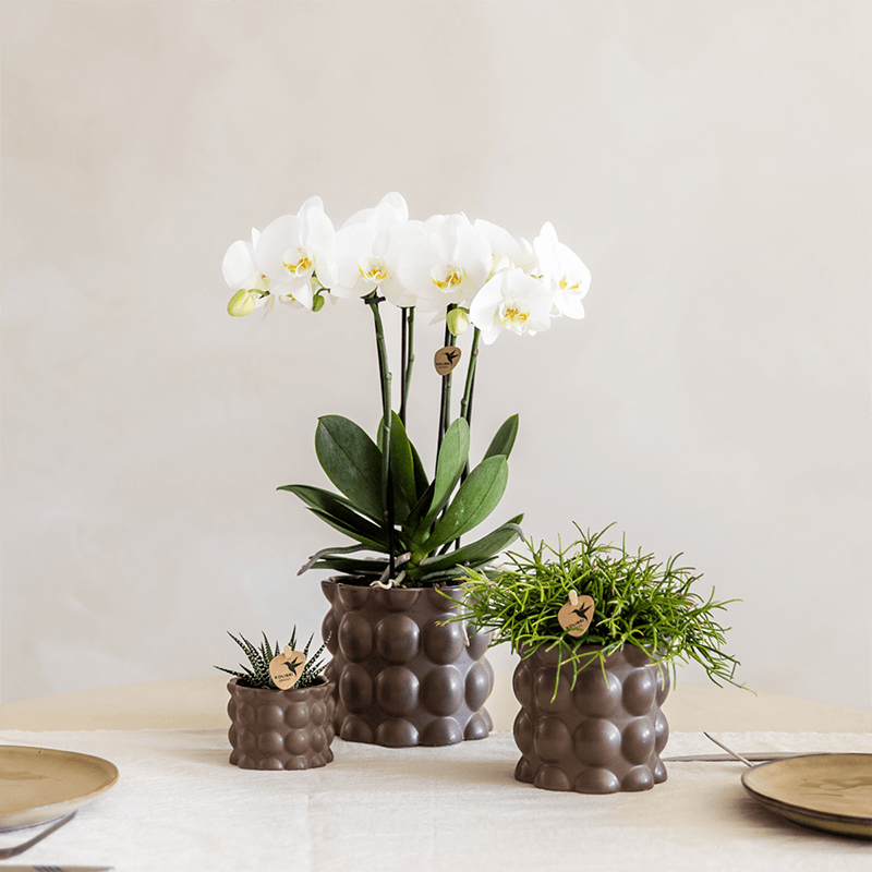 Pflanzenset Cotton Braun – Weiße Phalaenopsis Orchidee Ghent & 2 Sukkulenten – Keramische Übertöpfe Ø6, Ø9 & Ø12cm – Elegantes Pflanzenset für Zuhause – Plant