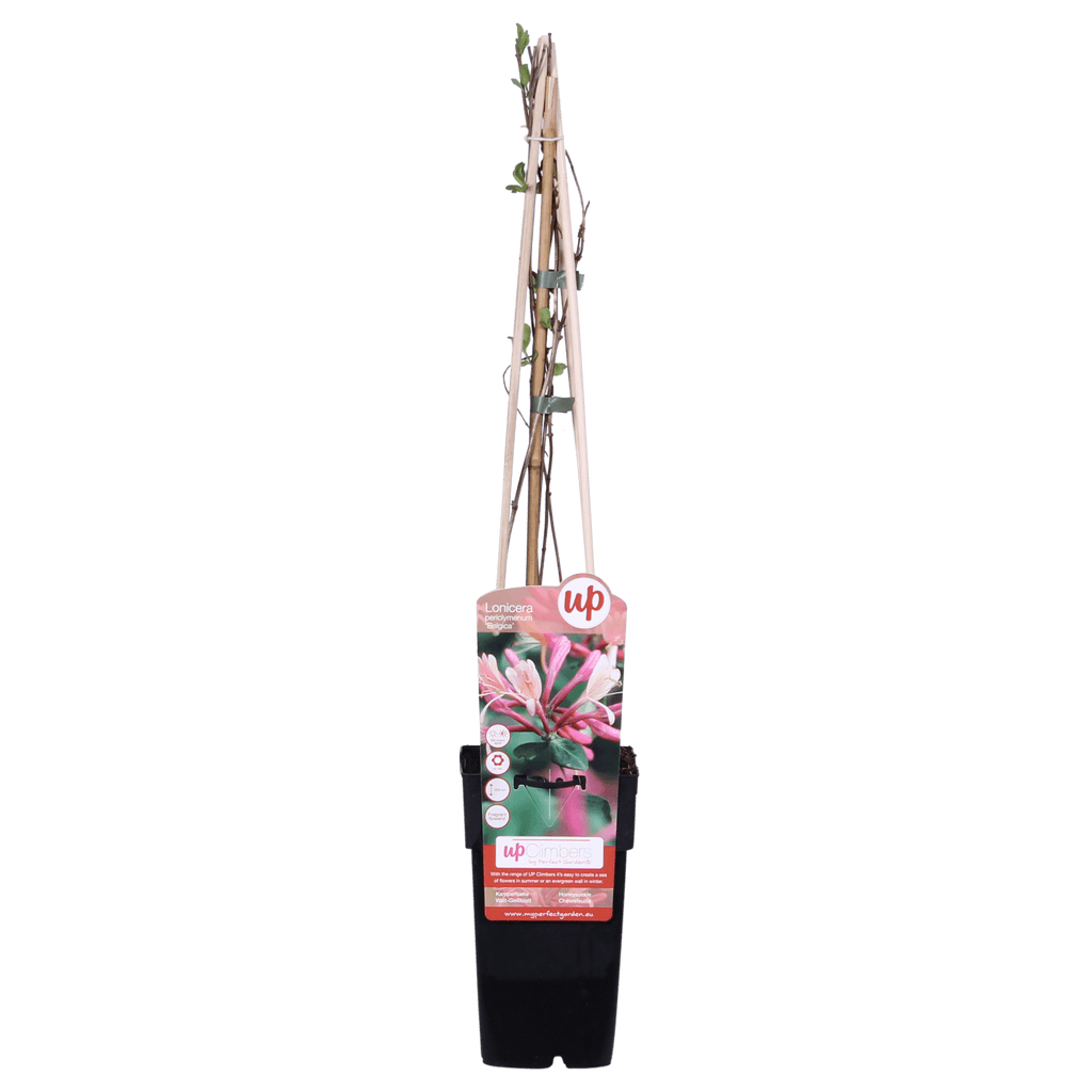 Waldgeißblatt – Lonicera periclymenum ‘Belgica’ – Ø15cm x ↕65cm – Stark duftende Kletterpflanze mit rot – weißen Blüten – Pflegeleicht & winterhart – Plant