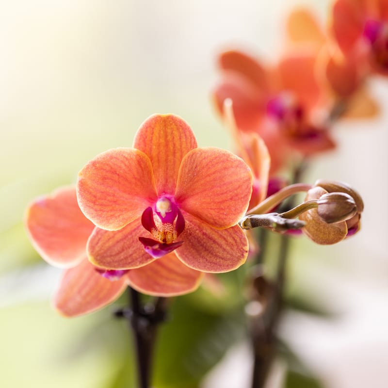 Leopard Geschenkset – Orange Bolzano Orchidee Ø9cm + Grünpflanze Ø6cm – Leopard – Übertöpfe + schwarzes ovales Tablett