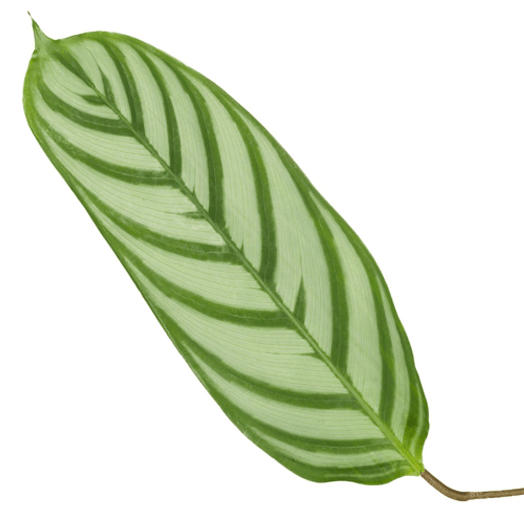 Korbmarante Calathea Compactstar – Zimmerpflanze 90cm hoch – Ø21cm – Tropische Blattschmuckpflanze mit dekorativem Muster – Plant