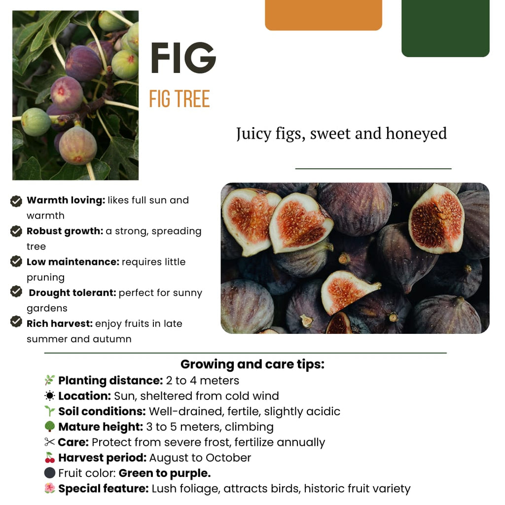Bio Feigenbaum – Ficus carica – Ø13cm x H20cm – Selbst Früchte ziehen – Mediterranes Gartenhighlight – Frostbeständig & Pflegeleicht – Plant