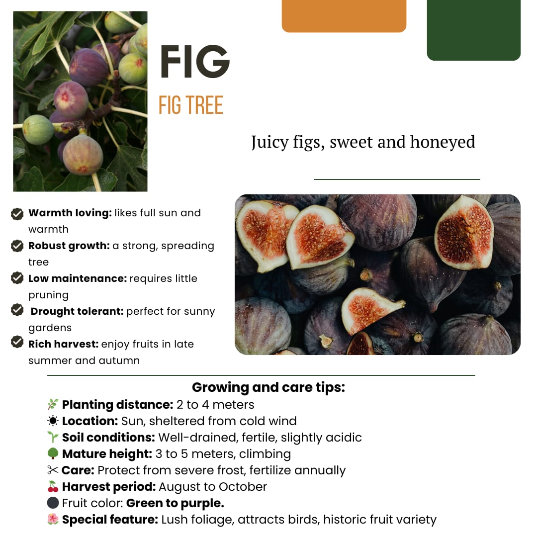 Bio Feigenbaum – Ficus carica – Ø13cm x H20cm – Selbst Früchte ziehen – Mediterranes Gartenhighlight – Frostbeständig & Pflegeleicht – Plant