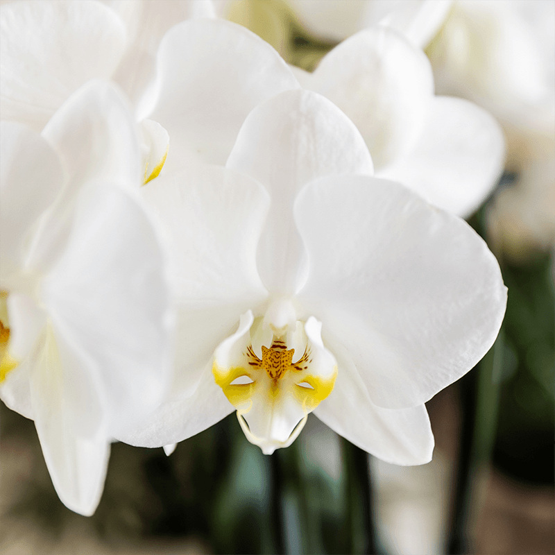 Pflanzenset Cotton Braun – Weiße Phalaenopsis Orchidee Ghent & 2 Sukkulenten – Keramische Übertöpfe Ø6, Ø9 & Ø12cm – Elegantes Pflanzenset für Zuhause – Plant