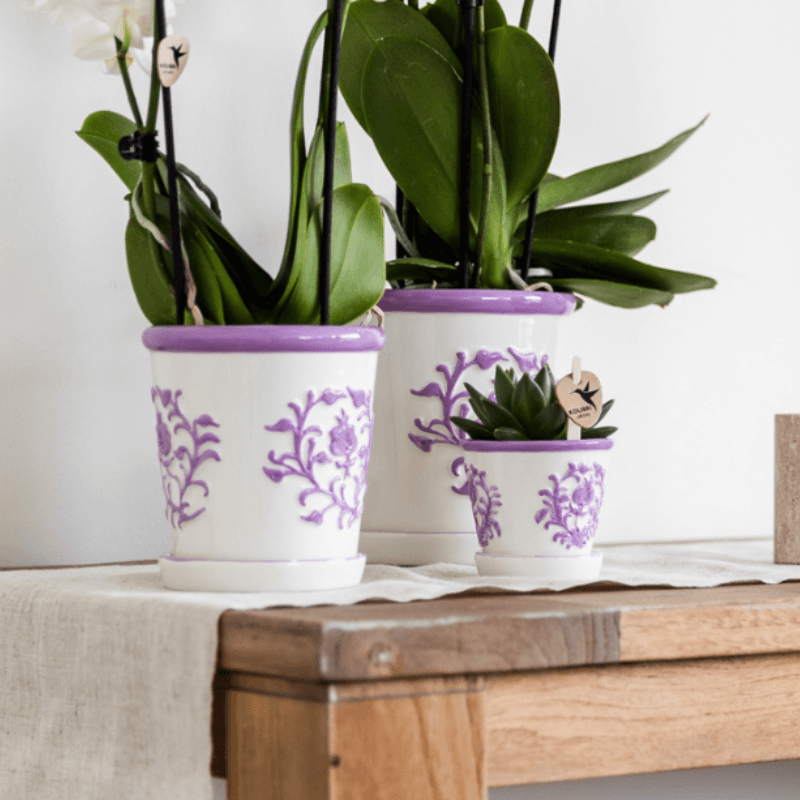 Orchidee Vienna Lila im Malaga Ziertopf Lila – Ø9cm – Zimmerpflanze mit 2-3 kräftigen Zweigen – Blühende Indoor – Orchidee – Plant