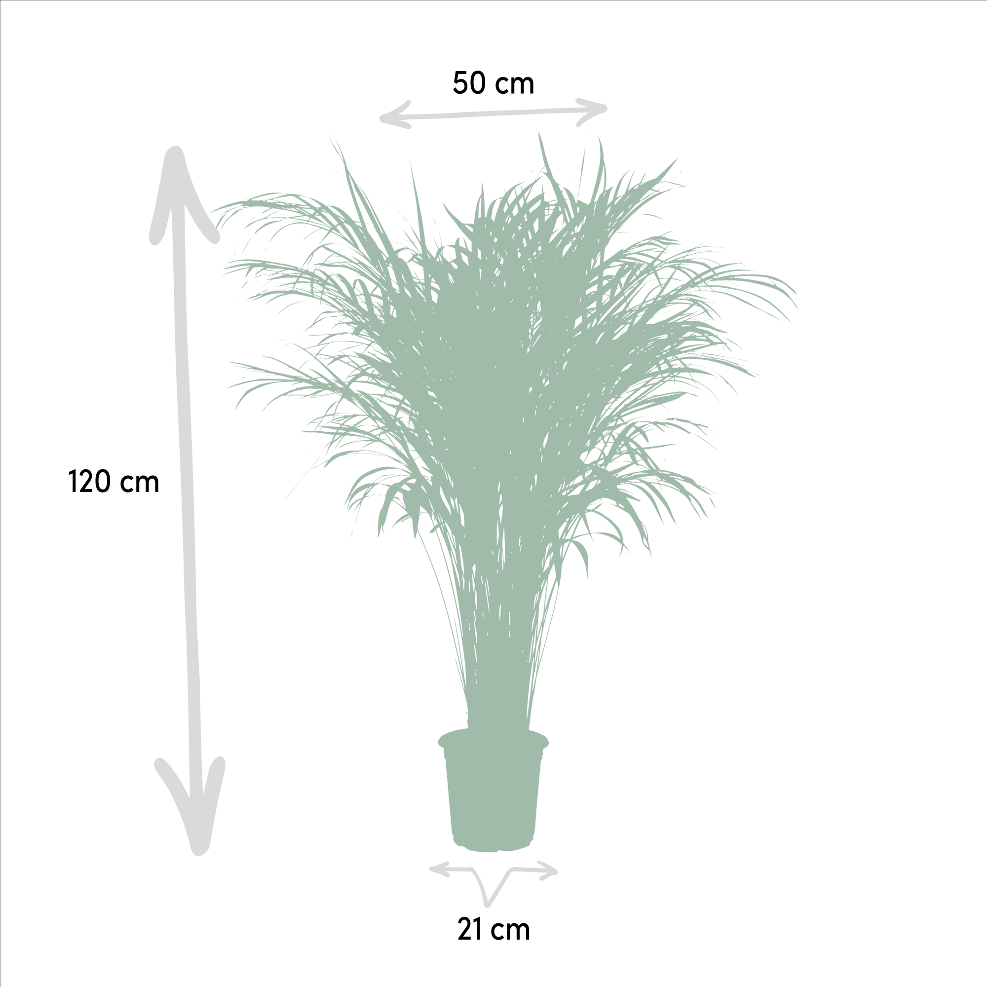 Goldfruchtpalme Areca – Zimmerpflanze Ø21cm – 110cm hoch – Luftreinigende tropische Palme für gesundes Raumklima – frisch aus der Baumschule – Plant