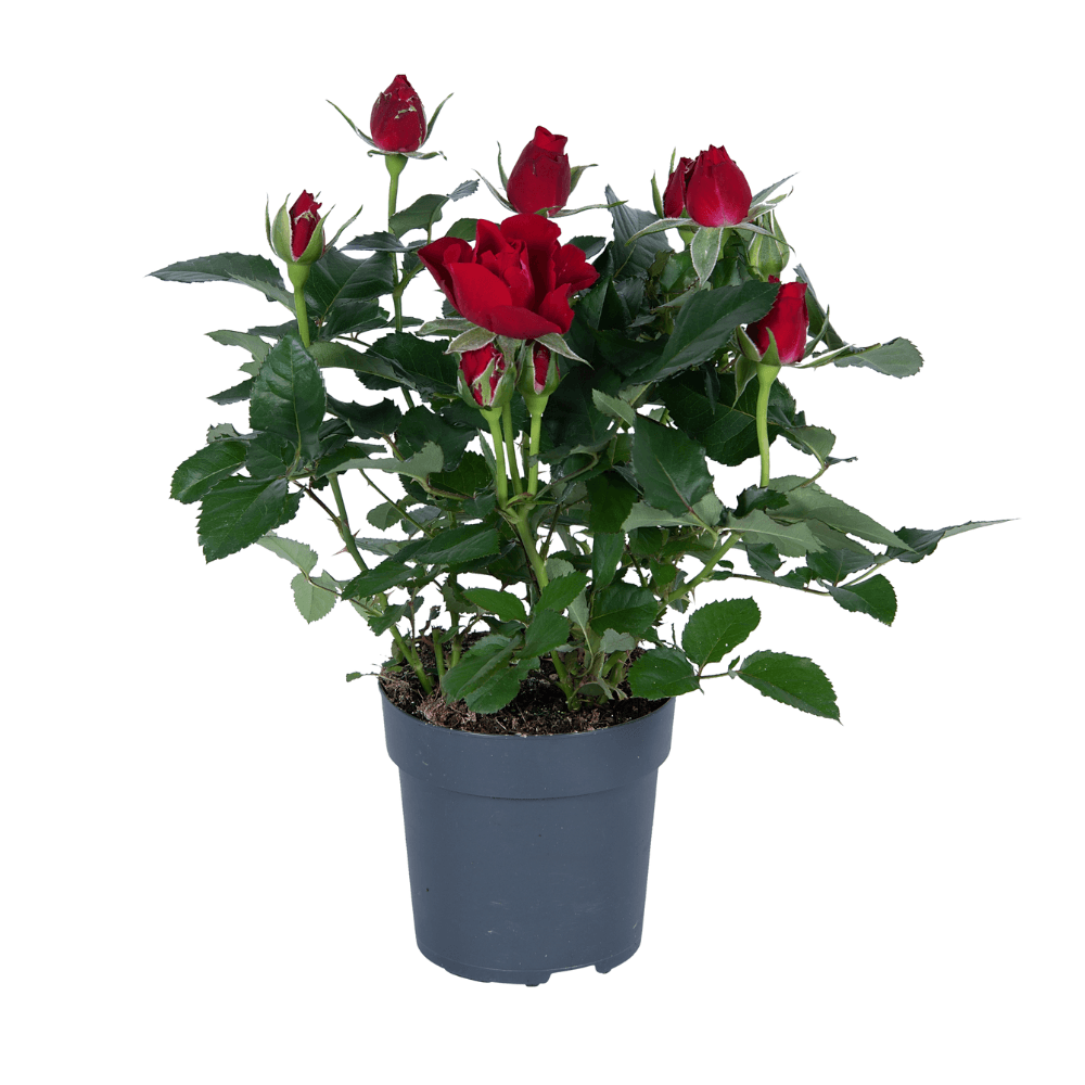 Rose Rot Topfrose – Ø17cm ca. 45cm Höhe – Robuste und pflegeleichte Gartenrose – Für Halbschatten geeignet – Plant