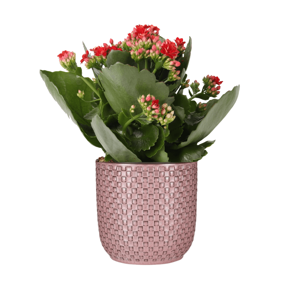 Flammendes Käthchen – Kalanchoe Rosalina Don Justino Rot – Zimmerpflanze mit roten, gefüllten Blüten – Inklusive rosafarbener Relief-Pflanztopf – Pflegeleicht & langblühend – Ø12cm – Plant