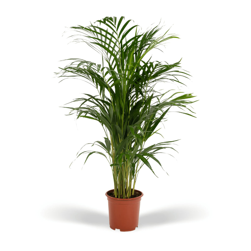 Areca – Palme – Dypsis lutescens – Ø17cm x ↕70cm – Goldpalme als tropische Zimmerpflanze – Luftreinigend, pflegeleicht & dekorativ – Plant