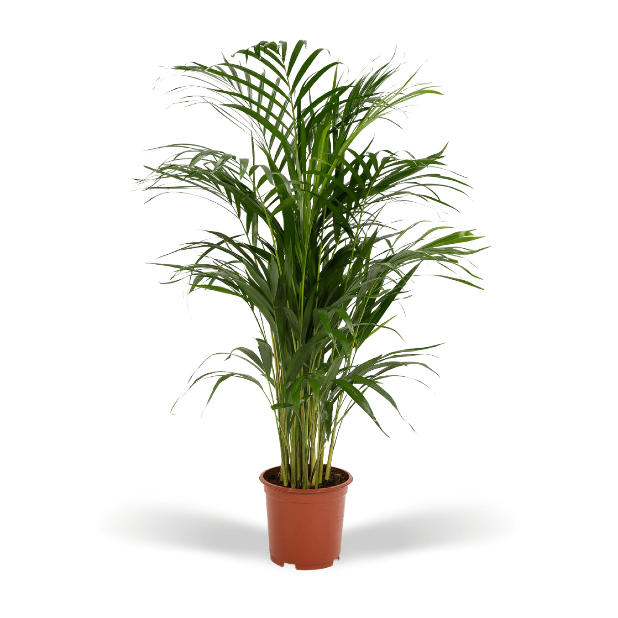 Areca – Palme – Dypsis lutescens – Ø17cm x ↕70cm – Goldpalme als tropische Zimmerpflanze – Luftreinigend, pflegeleicht & dekorativ – Plant