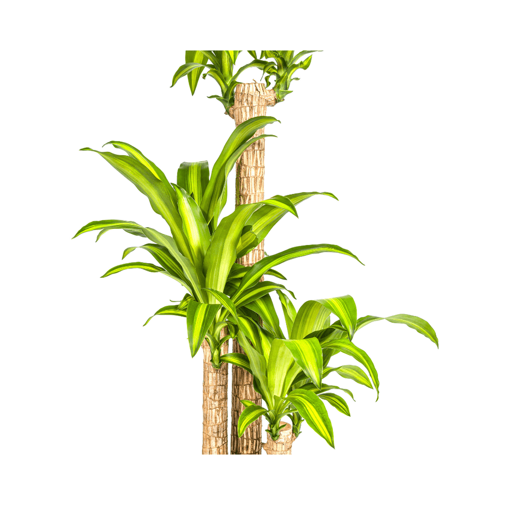 Dracaena Fragrans Massangeana – Drachenbaum – Ø24cm – ↕130-150cm – Zimmerpflanze – Tropisches Grün – Pflegeleicht & dekorativ – Plant