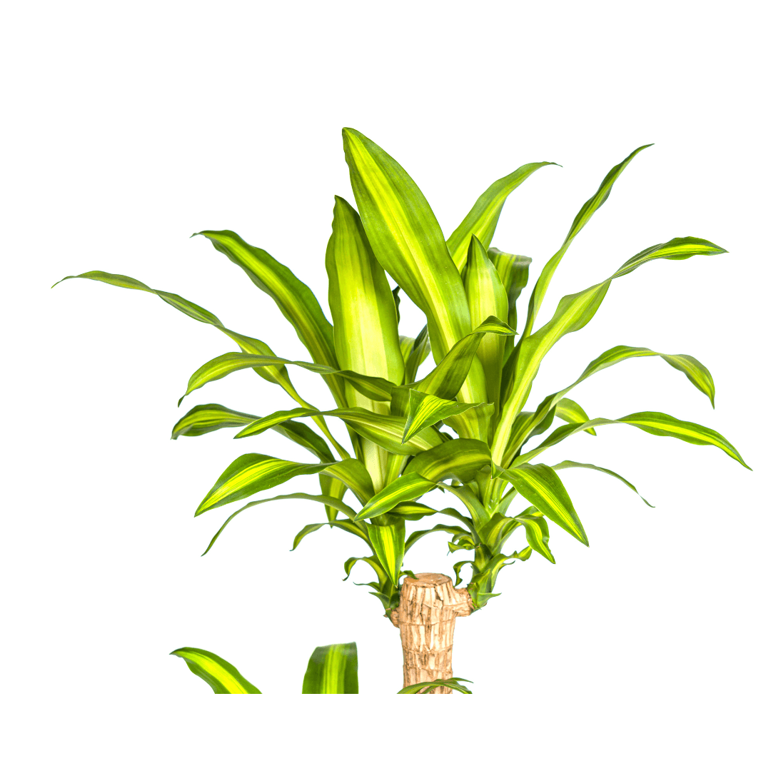 Dracaena Fragrans Massangeana – Drachenbaum – Ø24cm – ↕130-150cm – Zimmerpflanze – Tropisches Grün – Pflegeleicht & dekorativ – Plant
