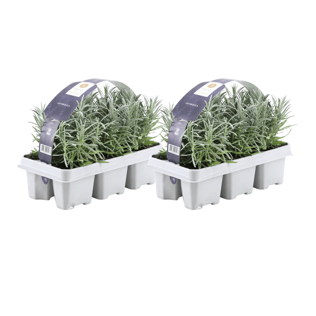 Lavandula angustifolia – Echter Lavendel – Ø7cm – ↕15cm – 12 Pflanzen – Duftende & Mediterrane Pflanzen – Für Garten, Balkon & Terrasse – Plant