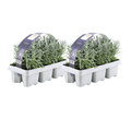 Lavandula angustifolia – Echter Lavendel – Ø7cm – ↕15cm – 12 Pflanzen – Duftende & Mediterrane Pflanzen – Für Garten, Balkon & Terrasse – Plant