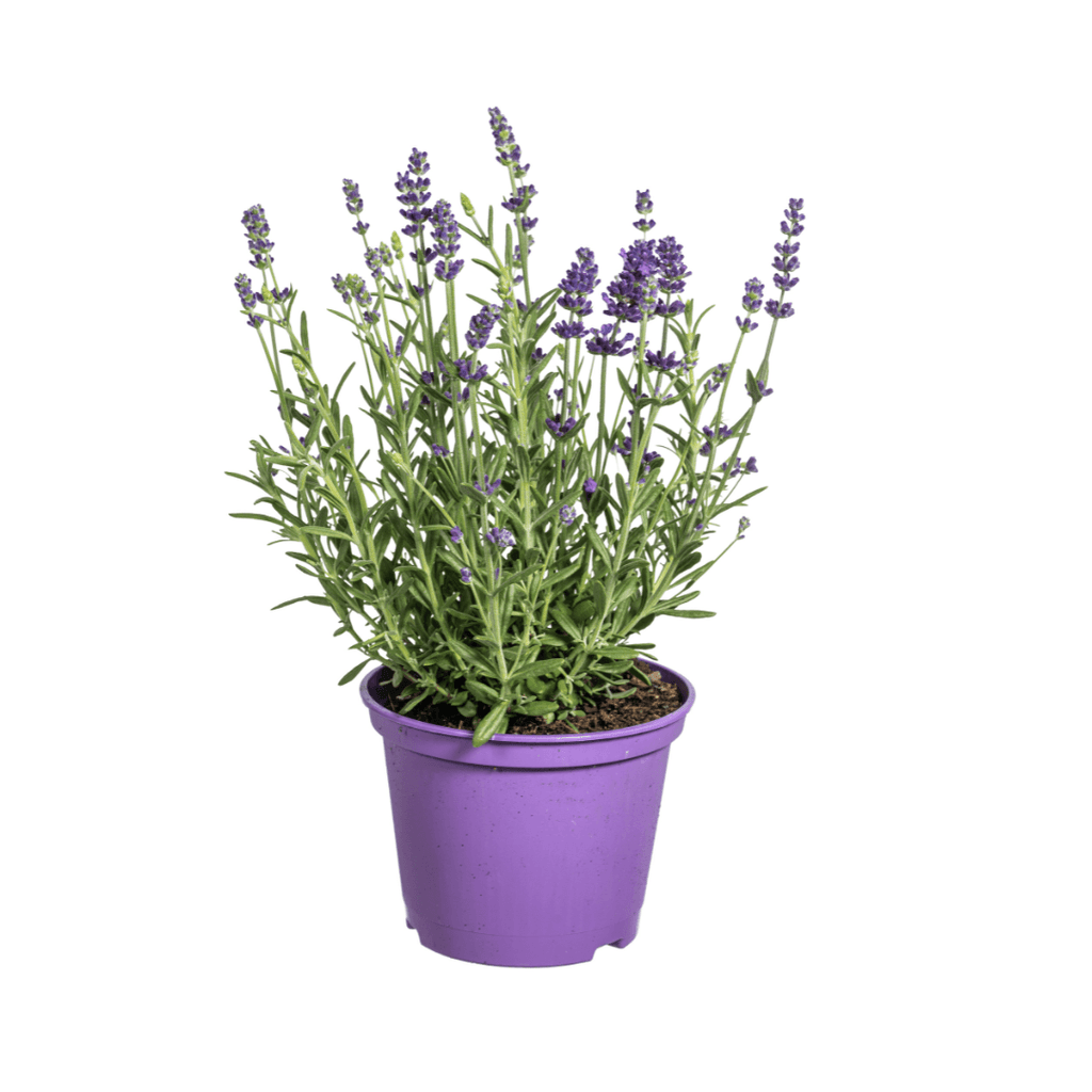 Echter Lavendel – Lavandula angustifolia – Ø13cm – ↕30–40cm – 8 Pflanzen – Duftende, bienenfreundliche Gartenpflanze – Für Beet, Balkon & Terrasse – Winterhart & pflegeleicht – Plant