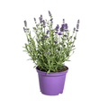 Echter Lavendel – Lavandula angustifolia – Ø13cm – ↕30–40cm – 8 Pflanzen – Duftende, bienenfreundliche Gartenpflanze – Für Beet, Balkon & Terrasse – Winterhart & pflegeleicht – Plant