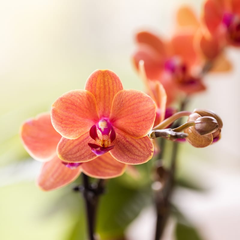 Orchideen – Set Diabolo Twin White – 2x orange Bolzano Orchidee Ø9cm – weißer Doppel – Übertopf – Farbverlauf Orange bis Rosa