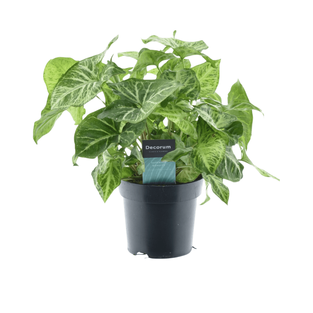 Syngonium Arrow 'Feel Green' – Zimmerpflanze – Ø14cm – ↕25cm – Pfeilblatt mit dekorativen Blättern – Pflegeleicht & luftreinigend – Für Innenräume – Plant