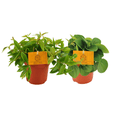 Peperomia Duo – 2er-Set Sukkulente – Ø10,5cm – 15cm hoch – Zimmerpflanze mit dekorativem Laub – Pflegeleicht & kompakt – Ideal für Fensterbank & Büro – Plant