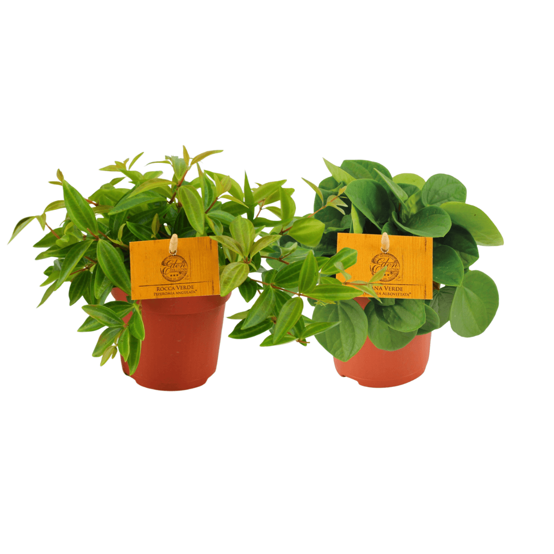 Peperomia Duo – 2er-Set Sukkulente – Ø10,5cm – 15cm hoch – Zimmerpflanze mit dekorativem Laub – Pflegeleicht & kompakt – Ideal für Fensterbank & Büro – Plant
