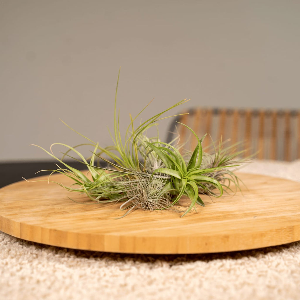Tillandsia Air Mix – 20 Stück Luftpflanzen – Ø6cm – ca. 6cm hoch – Pflegeleichte Tillandsien – Mischung – Erdlos & dekorativ – Für kreative Wohnideen – Plant