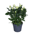 Weiße Topfrose – Ø17cm ↕45cm – elegante Rose für Balkon, Terrasse & Garten – pflegeleicht & kompakt – Plant