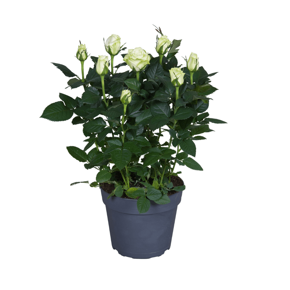 Weiße Topfrose – Ø17cm ↕45cm – elegante Rose für Balkon, Terrasse & Garten – pflegeleicht & kompakt – Plant