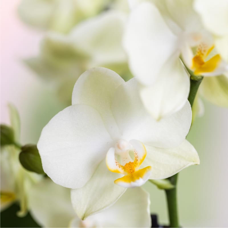Geschenkset Bloom Sand – Weiße Lausanne Orchidee Ø9cm + Grünpflanze Ø6cm – Übertöpfe in Sandoptik mit Blütenrelief + weißes ovales Tablett