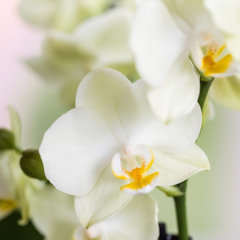 Weiße Lausanne Orchidee Ø9cm 2 Orchideen – Übertopf weiß Diabolo Twin White – üppig blühendes Orchideen Arrangement für Fensterbank & Tisch