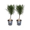 Rosmarin auf Stamm – 2 Pflanzen – Rosmarinus officinalis – Ø14cm – ca.45cm hoch – Mediterranes Kräuterstämmchen – Plant