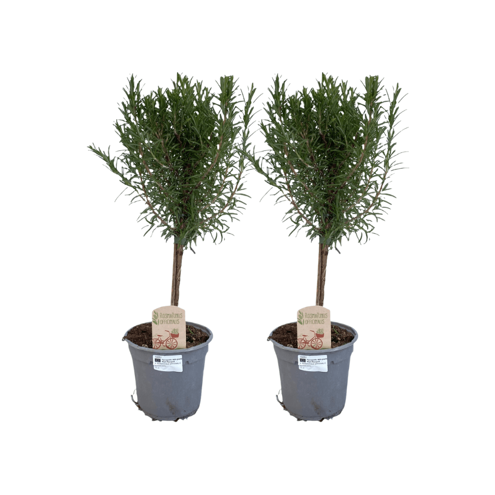 Rosmarin auf Stamm – 2 Pflanzen – Rosmarinus officinalis – Ø14cm – ca.45cm hoch – Mediterranes Kräuterstämmchen – Plant