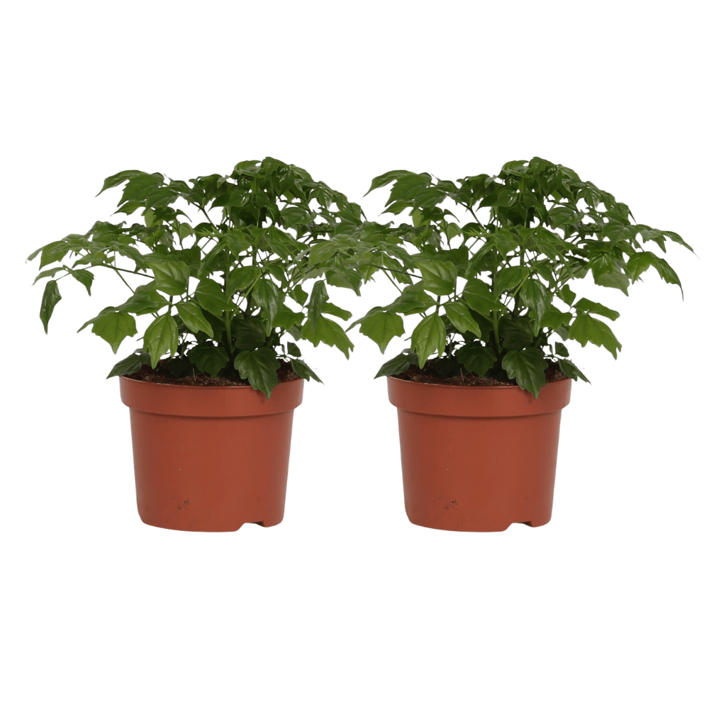 Zimmeresche – Rademachera Sinica – 2 Pflanzen – ca. 27cm hoch – Ø12cm – pflegeleichte Zimmerpflanze mit glänzendem Laub – luftreinigend & dekorativ – Plant