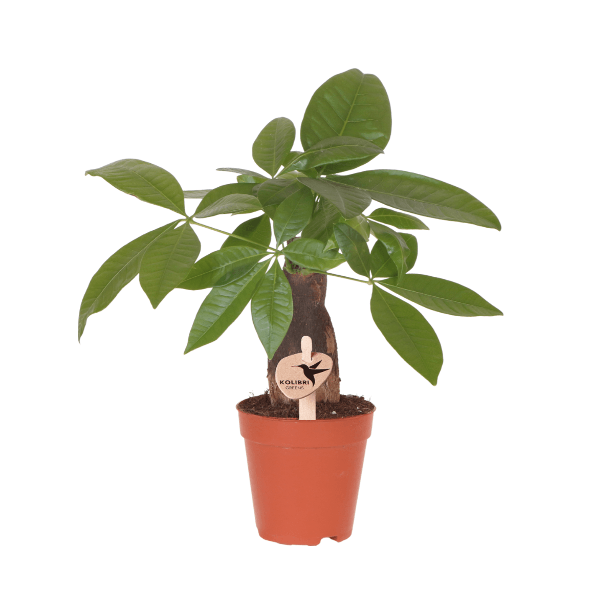 Pachira Glückskastanie – Zimmerpflanze Ø9cm – Geldbaum mit geflochtenem Stamm & grünen Blättern – Plant