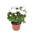 Chrysanthemum ‘Brave’ – Polster – Chrysantheme – Outdoorpflanze – Ø12cm – ↕26cm – Herbstblüher – Pflegeleicht & farbenfroh – Plant