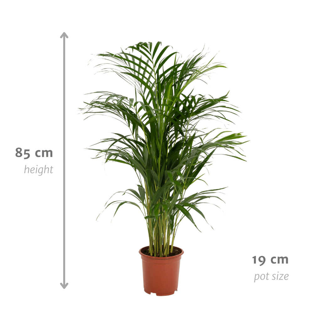 Areca – Palme – Dypsis lutescens – Ø17cm x ↕70cm – Goldpalme als tropische Zimmerpflanze – Luftreinigend, pflegeleicht & dekorativ – Plant