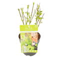 Japanischer Fächerahorn – Acer palmatum 'Going Green' – Ø15cm – ↕50cm – Eleganter Gartenbaum mit grünen Blättern & Herbstfärbung – Plant