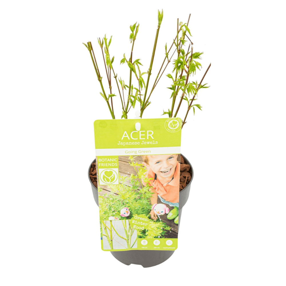 Japanischer Fächerahorn – Acer palmatum 'Going Green' – Ø15cm – ↕50cm – Eleganter Gartenbaum mit grünen Blättern & Herbstfärbung – Plant